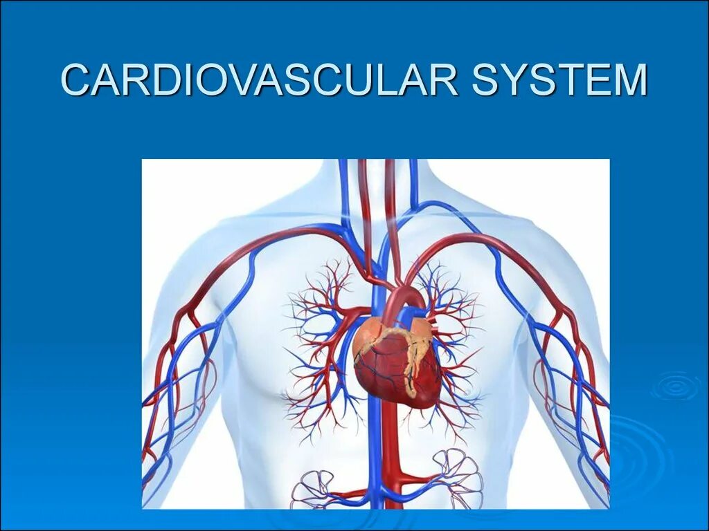 Cardiovascular System Anatomy. Cardiovascular System components. Cardiovascular system