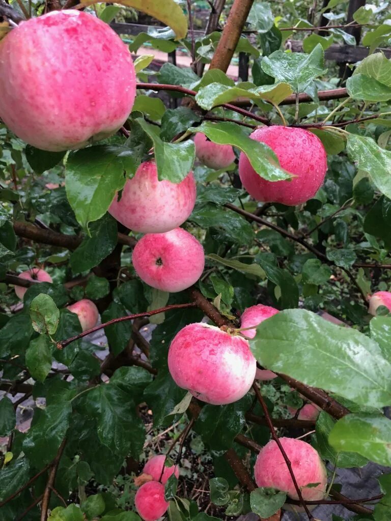 Яблоки Мельба. Воргуль яблоня. Яблоня "розовый налив" (Malus domestica). Яблоня «Вишневое (Вишневая)». Купить розовую яблоню