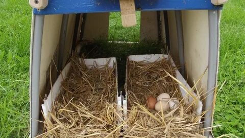 Build nesting boxes