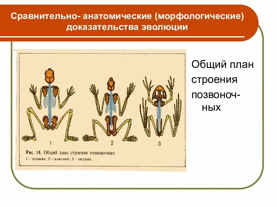 Сравнительная анатомия наука