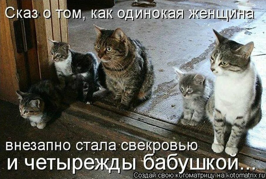 Смешные коты с надписями. Жизнь кошек. Семья кошек. Смешные истории про котов. Незваный гость пришел