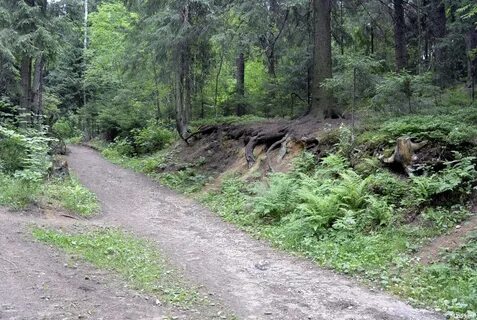 Токсово гагарина 22 лесничество