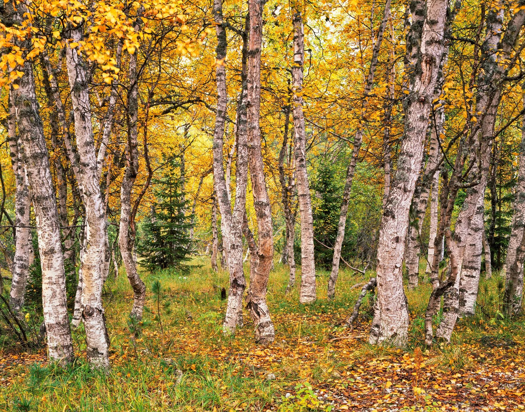 Осенняя береза. Осенний березовый лес. Осенние березовый лес. Ранняя осень березы. Березовый лес.