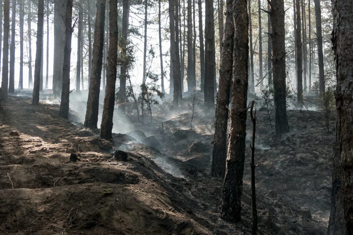 Сосны гибнут. Лес после пожара. Почва после пожара. Еловый лес после пожара. Сосновый лес после пожара.
