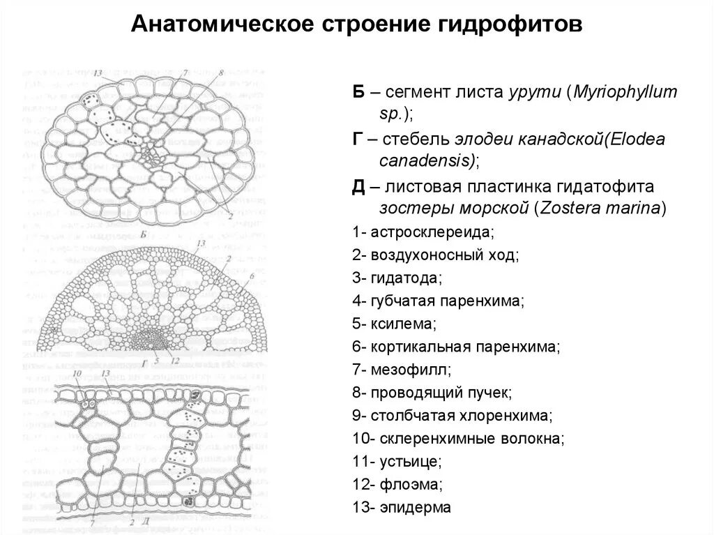 Сегменты листа. Срез стебля гидрофитов. Анатомическое строение листа гидрофитов. Внутреннее строение листьев гидатофитов. Анатомическое строение стебля рдеста.