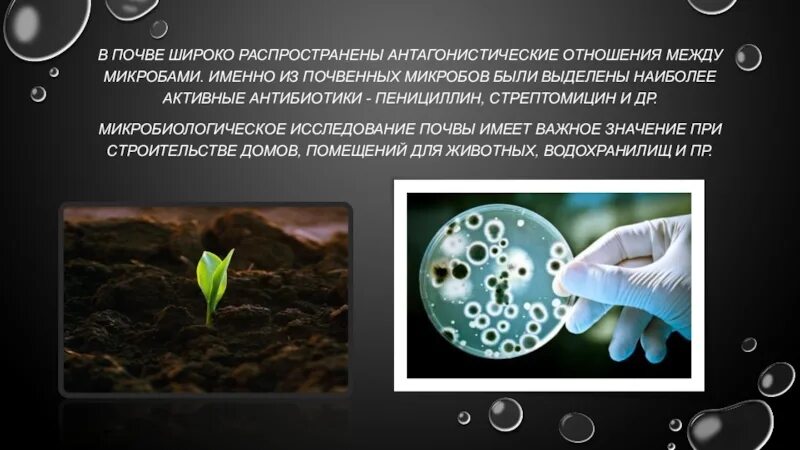 Значение почвенных бактерий. Распространение микроорганизмов в природе. Распространение бактерий в природе. Распространение микробов в окружающей среде. Распространение и роль микробов в природе.