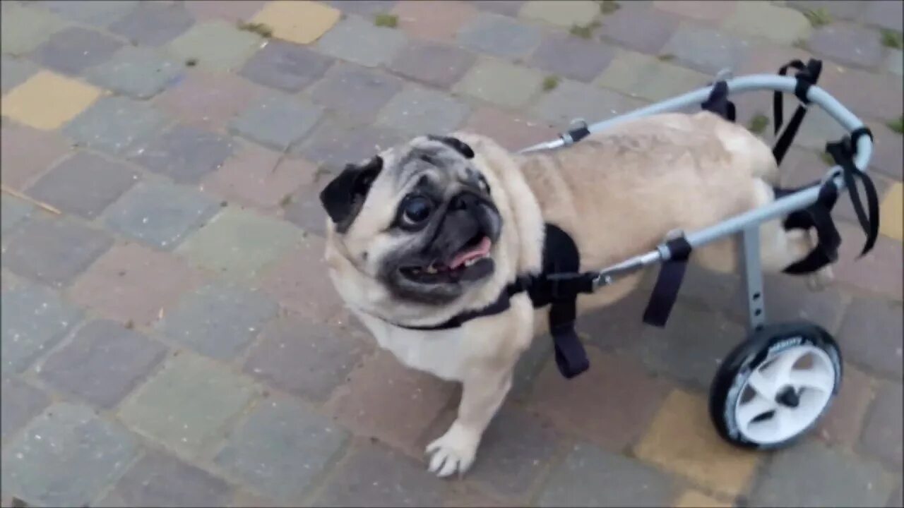 Энимал мобайл инвалидные коляски для собак. Инвалидная коляска для МОПСА. Мопс в коляске. Тележка для МОПСА.