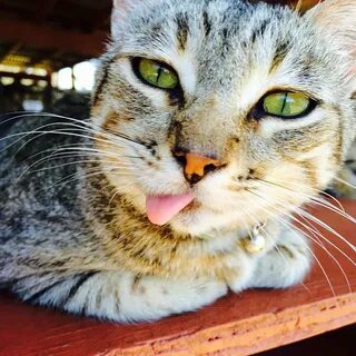 Swk hi cat