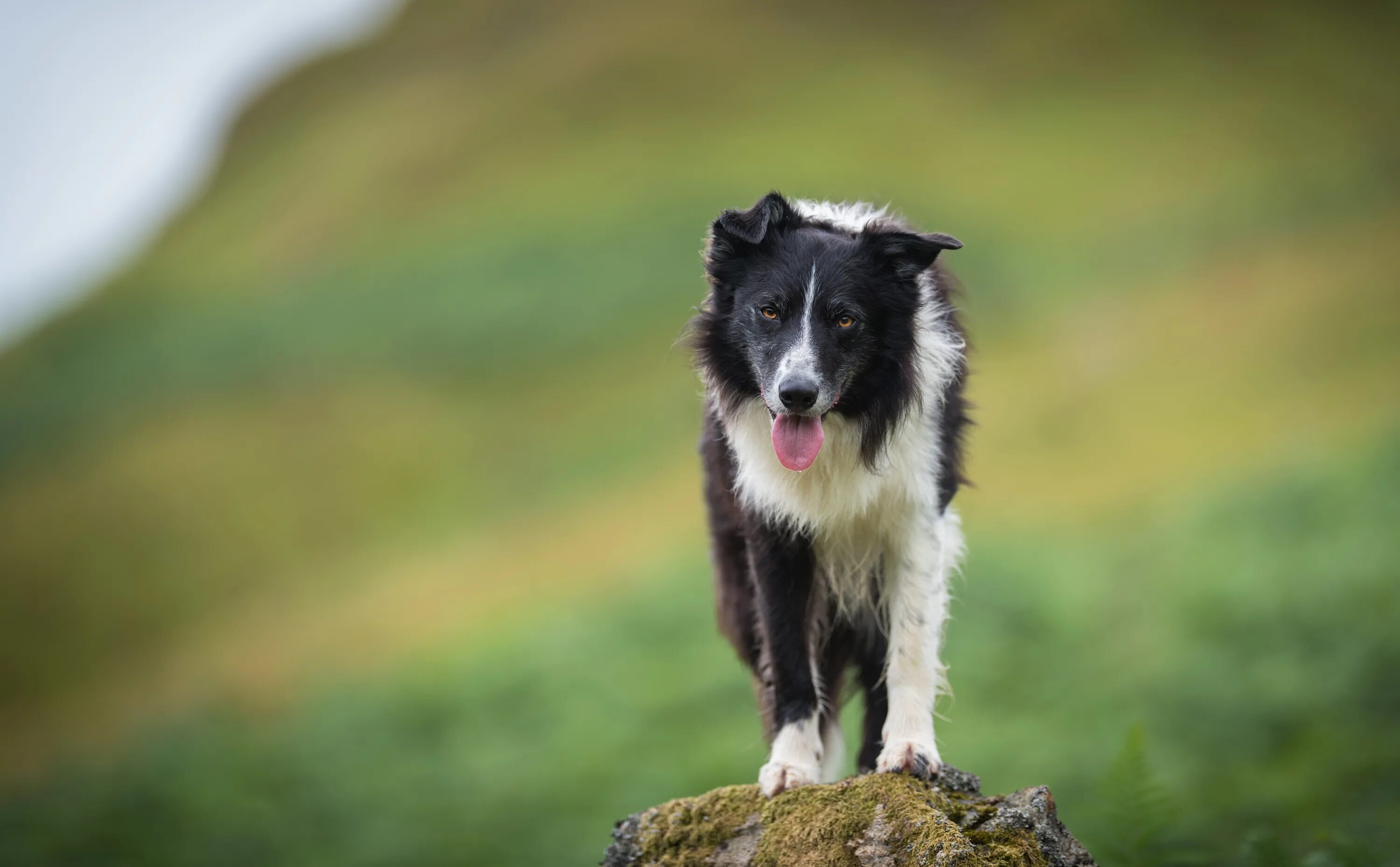 Puppy Development Stages UK Pets