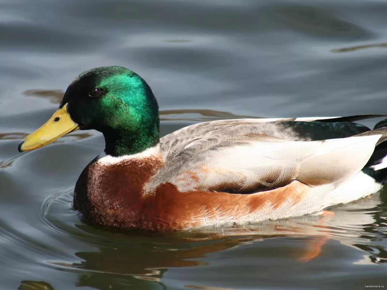 Ducking ru. Селезень. Кубанские утки. Утки Казахстана. Селезень фото.