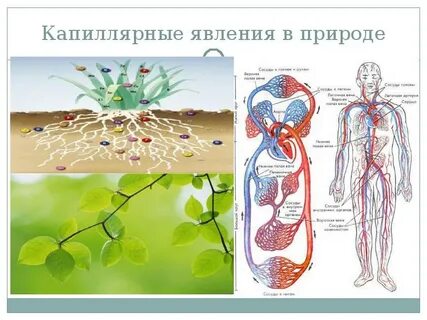 Проявление капиллярности в технике