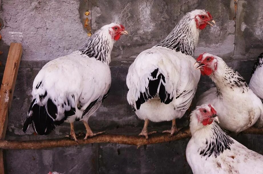 раздаточный материал домашние птицы. один много домашние птицы. орпингтон желтый. курица цыпленок 5. шведский блюмен куры.