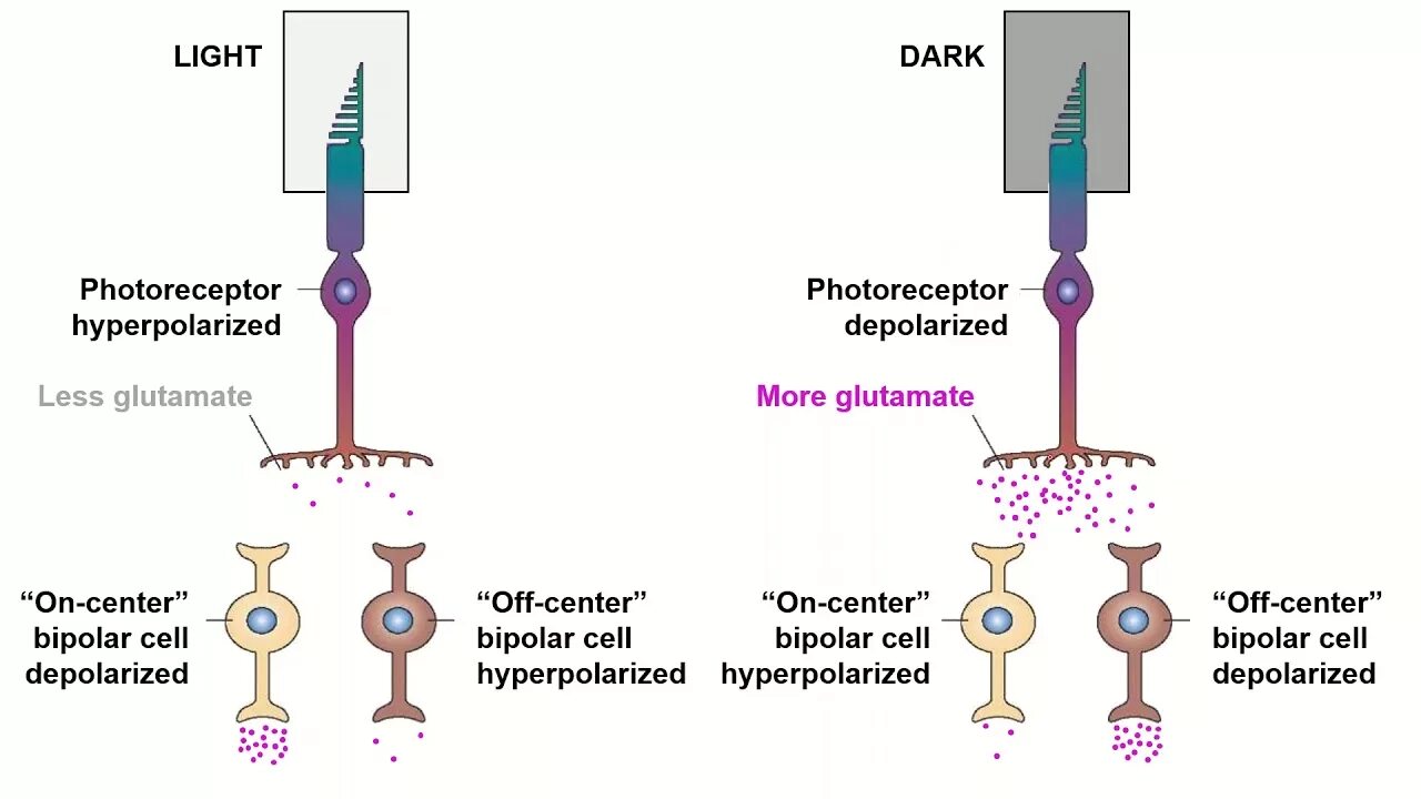 Light off dark. Bipolar Cells. Bipolar Cells Retina. On и off клетки. Centered on Cells.