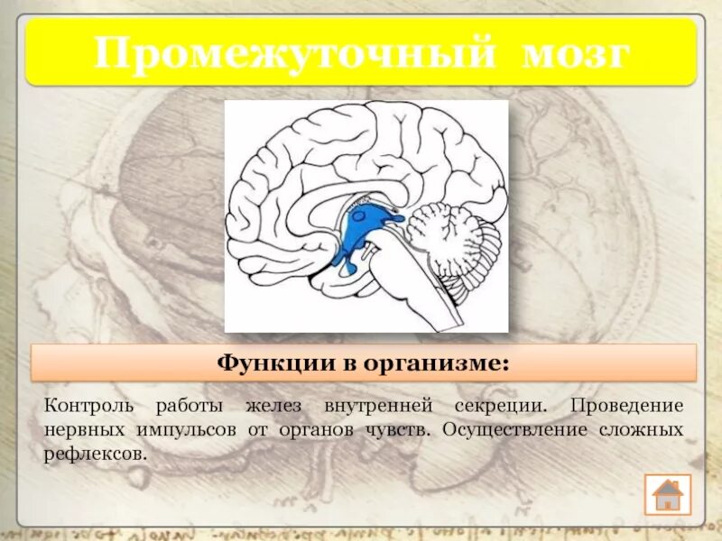 Функции промежуточного мозга. Функции промежуточного мозга человека. Функции промежуточного мозга внутренней секреции. Функции и рефлексы промежуточного мозга.