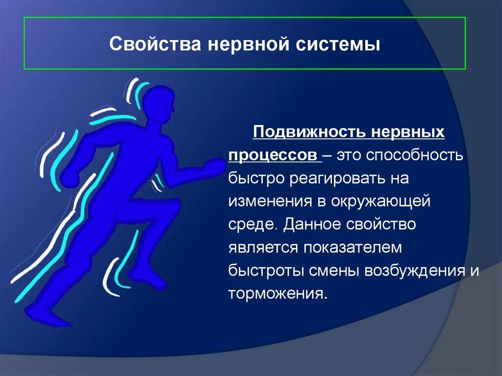 подвижность нервной системы человека