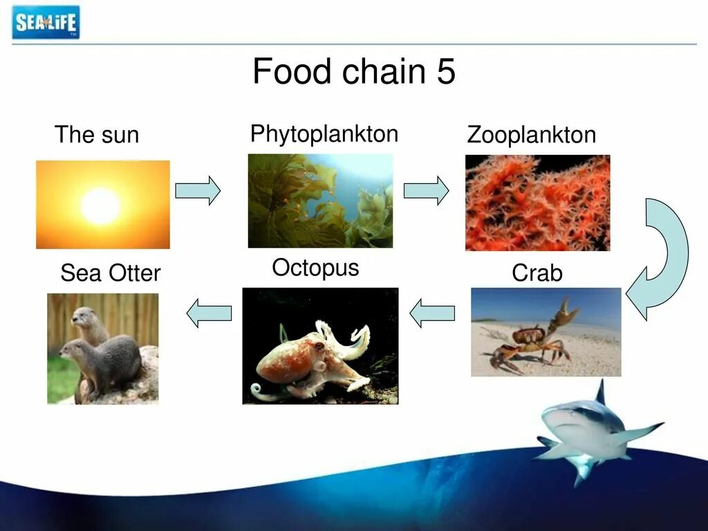 Фитопланктон цепь питания. Цепь питания водоросли рачки. Водоросли - рачки - рыбы - птицы. Цепь питания водоросли рачки рыбы птицы. Цепочка питания акулы.