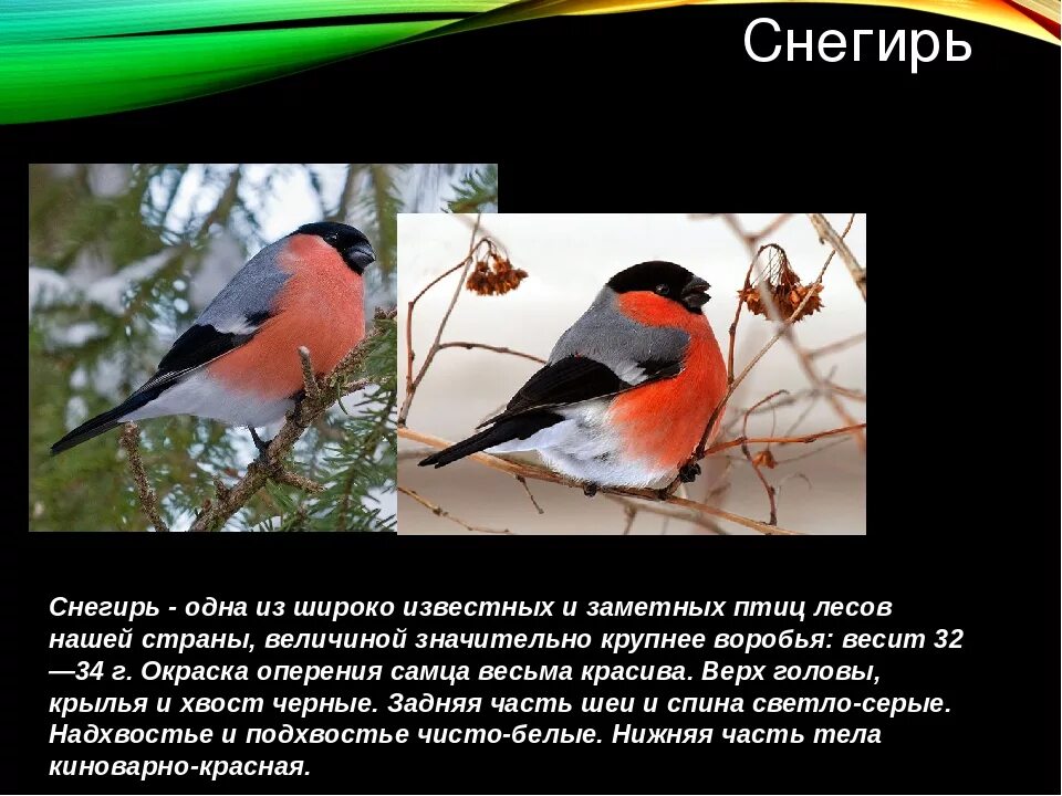 Птица снегирь фото и описание