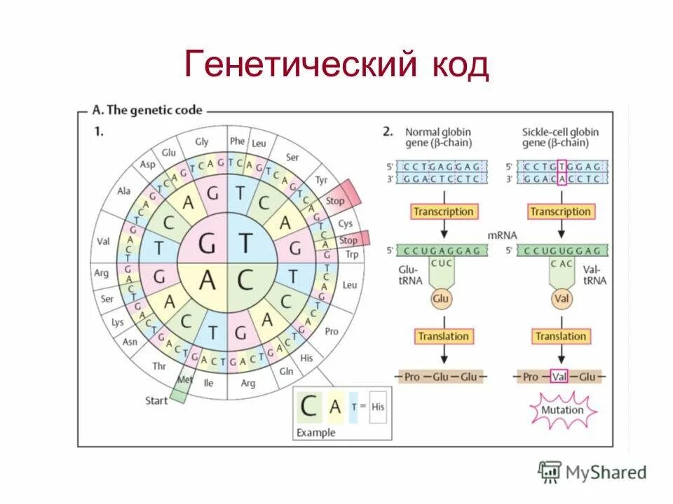 Генетический код. Генетический код схема. Енетичеси од. Генетический код это в биологии.