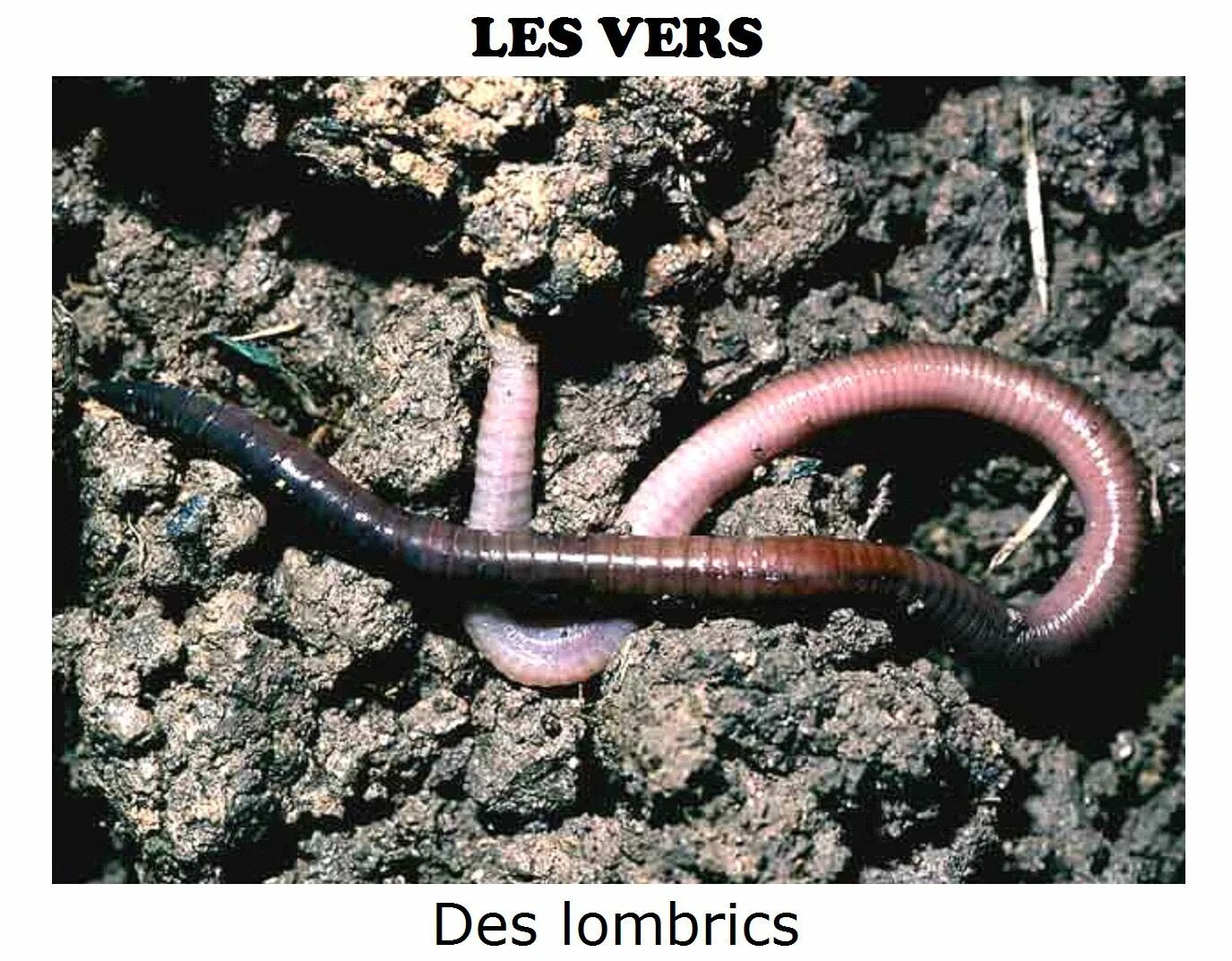 Червь Земляной (Lumbricus terrestris). Малощетинковые дождевой червь. Дождевые черви среда обитания. Дождевые черви класс Малощетинковые.
