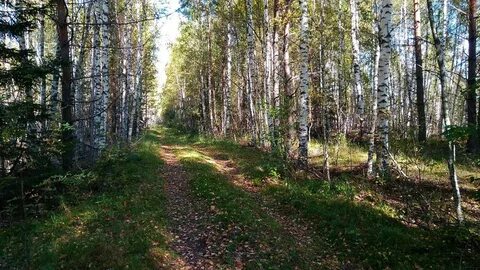 В лесах под 3
