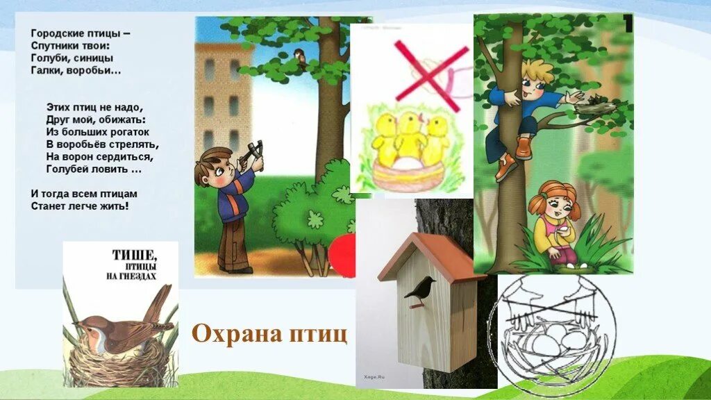 Охрана птиц. Охрана птиц для дошкольников. Бережное отношение к птицам. Памятка по охране птиц.