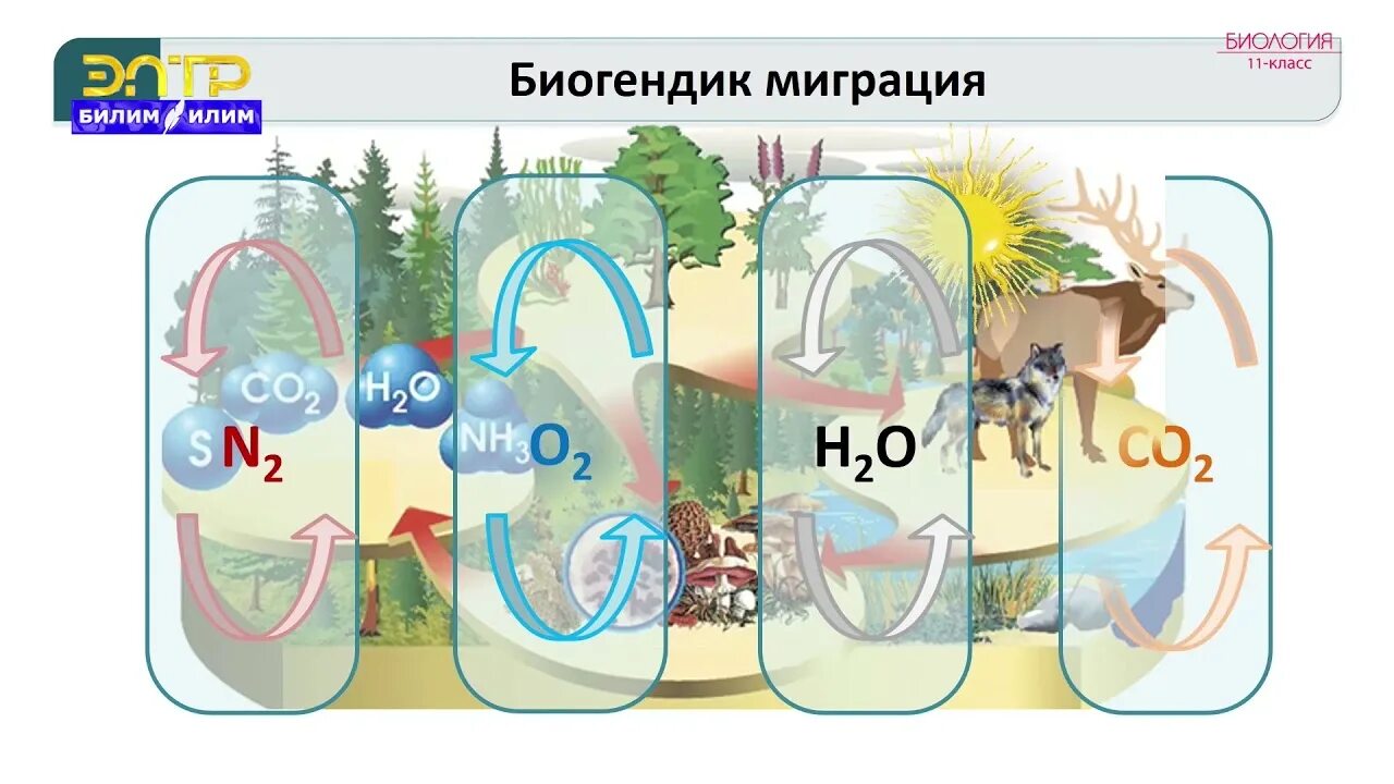 Сочи по биологии 11 класс. Биосфера биология 11 класс. Ноосфера биология 11 класс. Рисунок биосферы 11 класс биология. Биомасса биосферы.