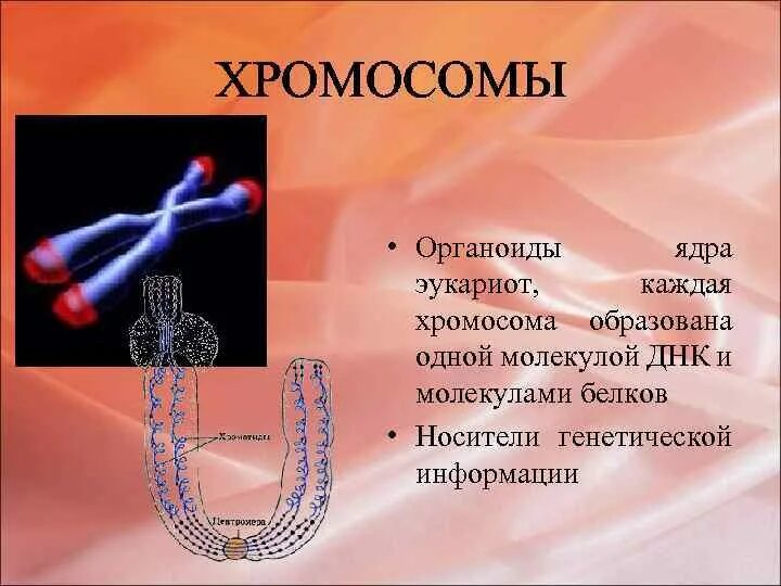 Уровни организации интерфазного хроматина. Хромосома образована кольцевой днк. Гены хромосомы геном. Строение хромосом прокариот. Строение хромосомы нити днк.