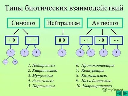 Какие биотические отношения сложились
