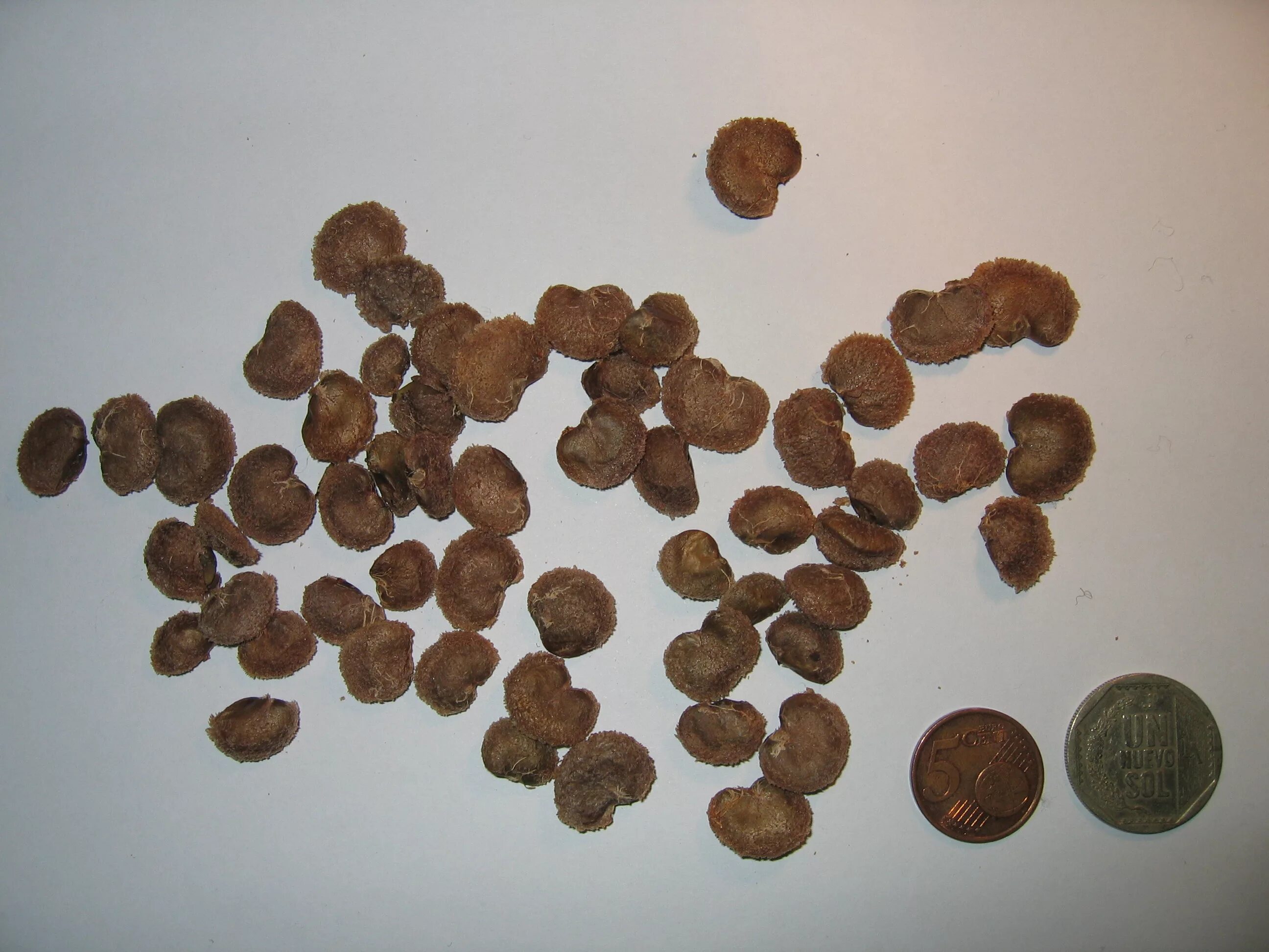 Myrciaria dubia. Коричневые семена. Плоские коричневые семена. Семена мелкие чёрные круглые.
