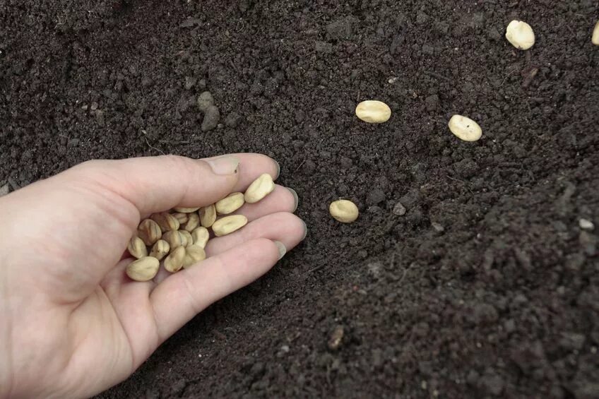 Vegetable Seeds. Конон огородник. Замачиваем семена на Конона огородника фото.