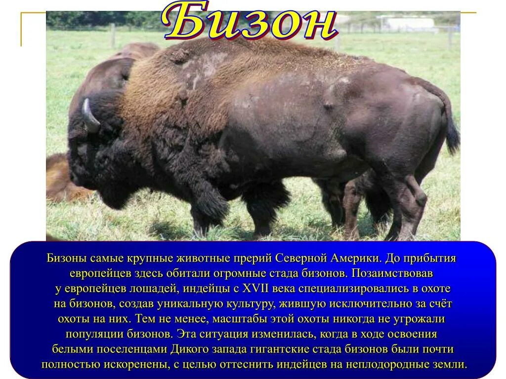 Бизон зона. Бизон красная книга Северная Америка. Бизон описание. Бизон где обитает. Бизон характеристика.