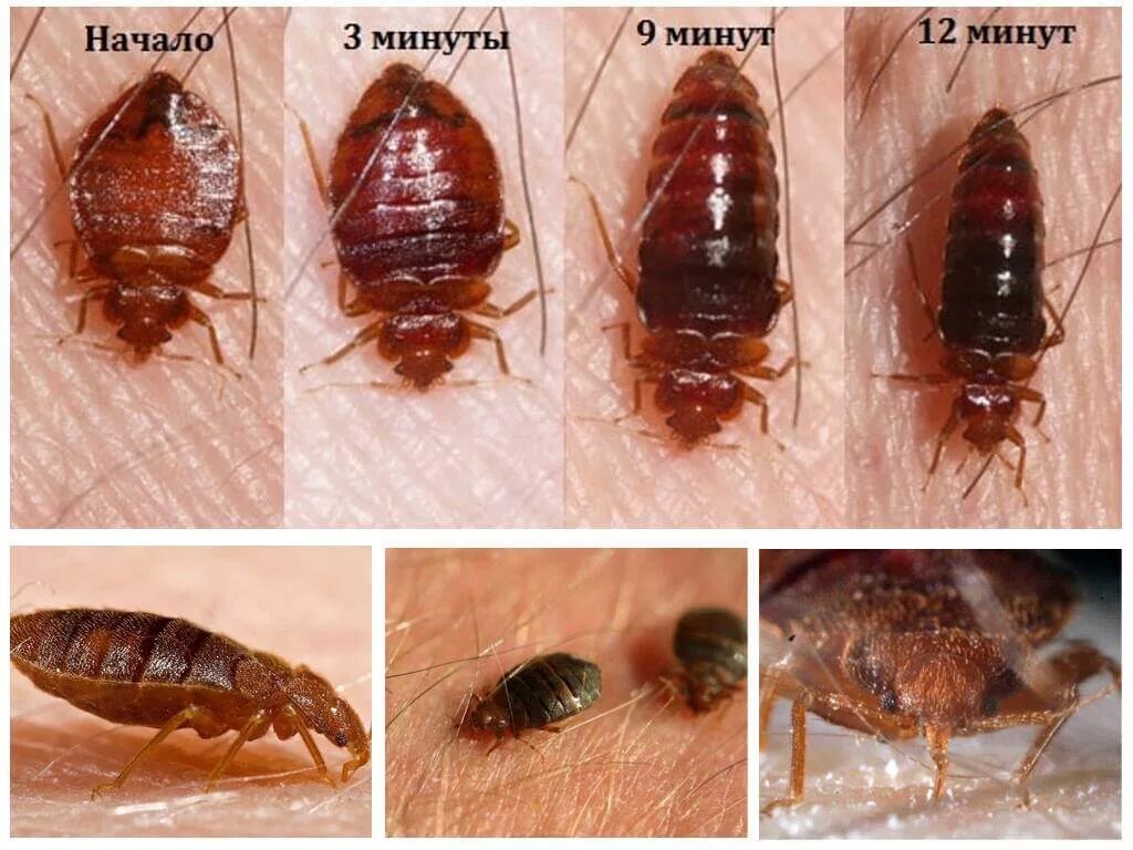 Клещи живущие в квартирах. Постельный клоп Cimex lectularius (личинки, нимфы). Клоп постельный кровососущий паразит. Самка постельного клопа.