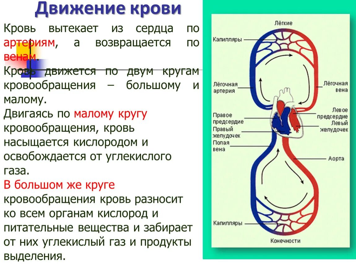 Ток в кругу кровообращения