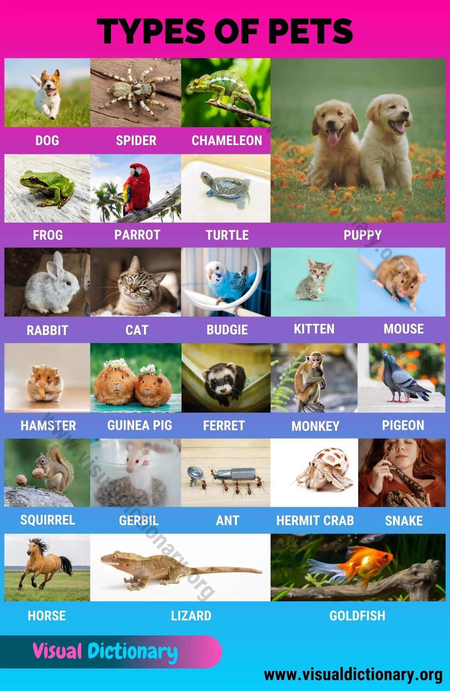 Type of pet. Types of Pets. Pets list. Types of animals. Types of Pets picture.