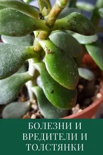 У толстянки мягкие листья что делать