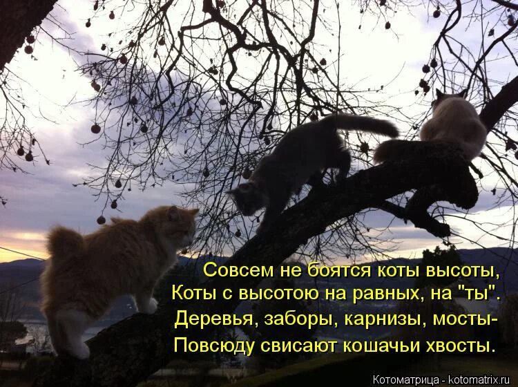 Приколы про детей с надписями. Танк демотиватор. Фото пожалуйста прикольные. Тут безопасно. Котик на диване.