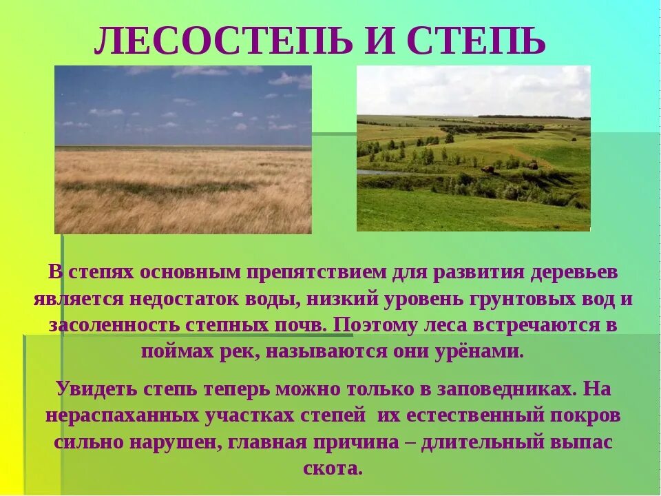 Какие природные комплексы отличаются от степи. Природные зоны степи и лесостепи. Лесостепная зона климат. Степная и лесостепная зона особенности. Ландшафт степи.