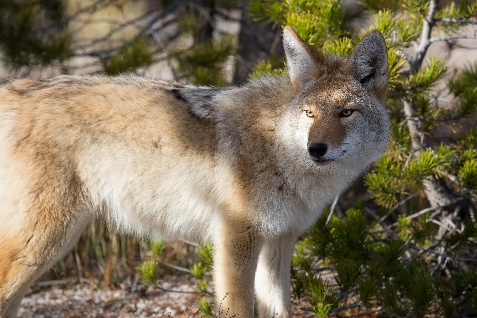 Nature is wild. Койот Луговой волк. Койот Степной волк. Койот Северной Америки. Животные Северной Америки койот.