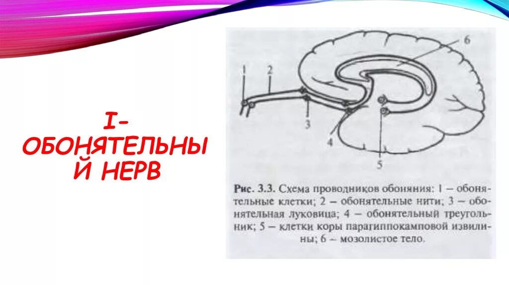 Схема строения обонятельного нерва. Ход обонятельного нерва схема. Обонятельный нерв схема нейронов. Обонятельный нерв схема неврология. 1 нерв обонятельный