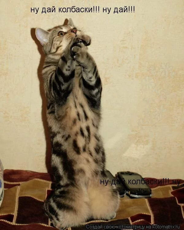 ну дай колбаски. ну что? ползем медленно. дай колбаски. ну дай колбаски. довольный котик.