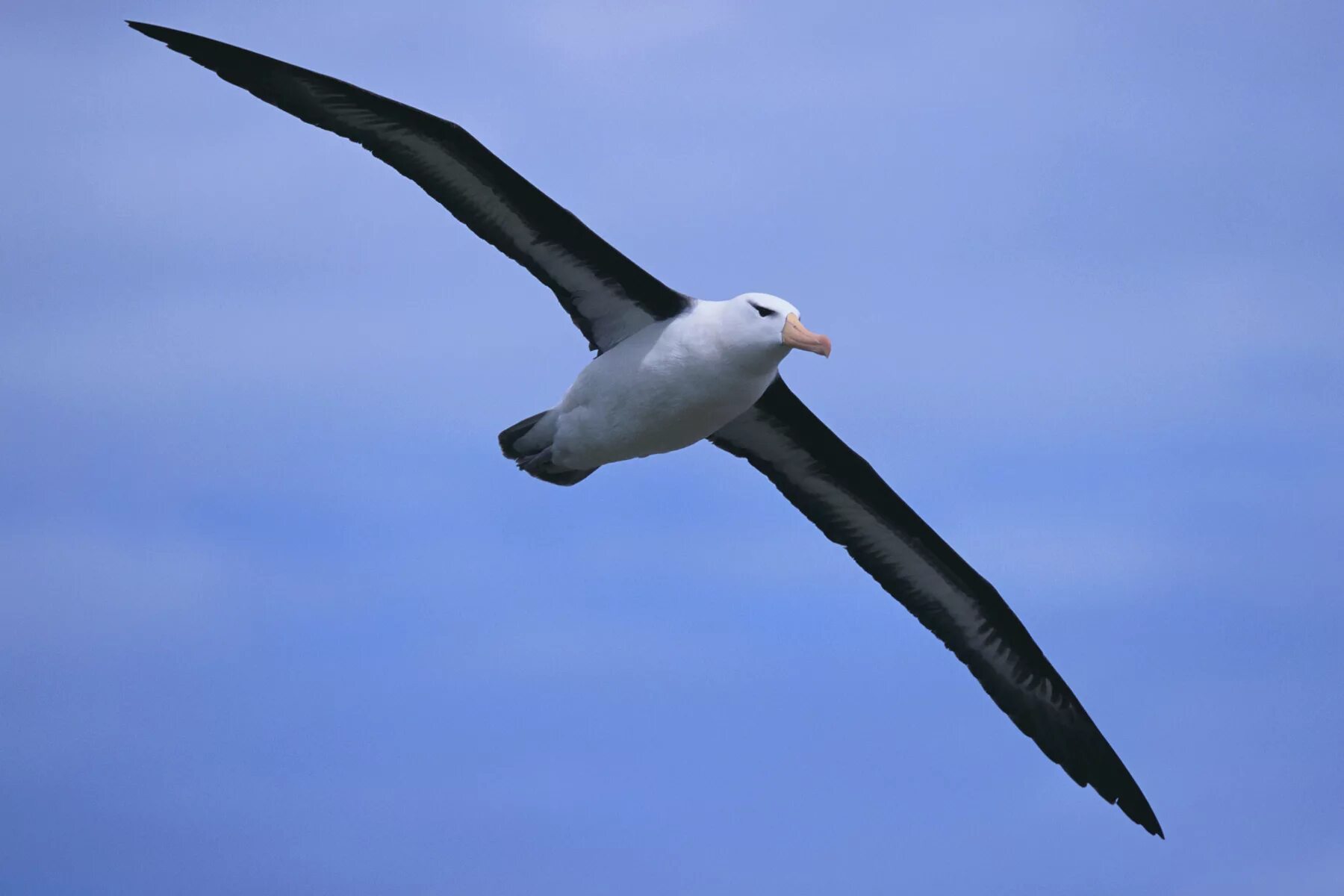 Где обитают альбатросы. Странствующий Королевский Альбатрос. Странствующий Альбатрос размах крыльев. Королевский Альбатрос размах крыльев. Альбатрос в Антарктиде.