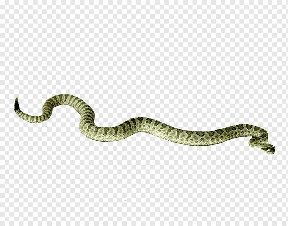 Змейка ползет. Змея ползет сбоку. Гремучая гадюка зеленая. Змея без фона. Змея на прозрачном фоне.
