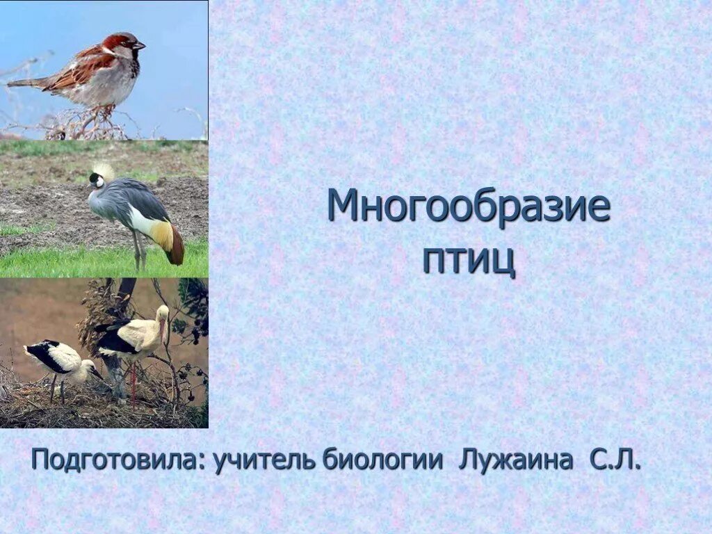 Многообразие и значение птиц биология 8 класс. Многообразие птиц. разнообразие птиц презентация. разнообразие птиц отряды. разнообразие птиц 7 класс биология.