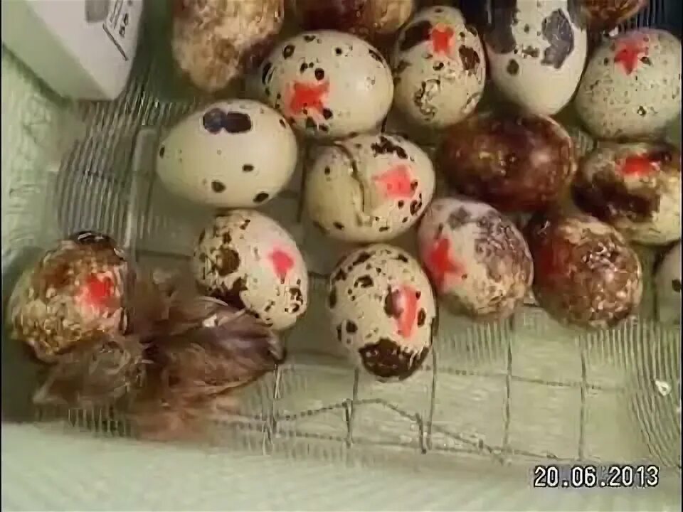 Вылупления перепелов. Вылупления перепелов