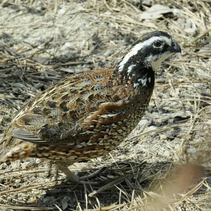 darling daddy quail and his little brood of cute babies. #birds #quail ... Game 