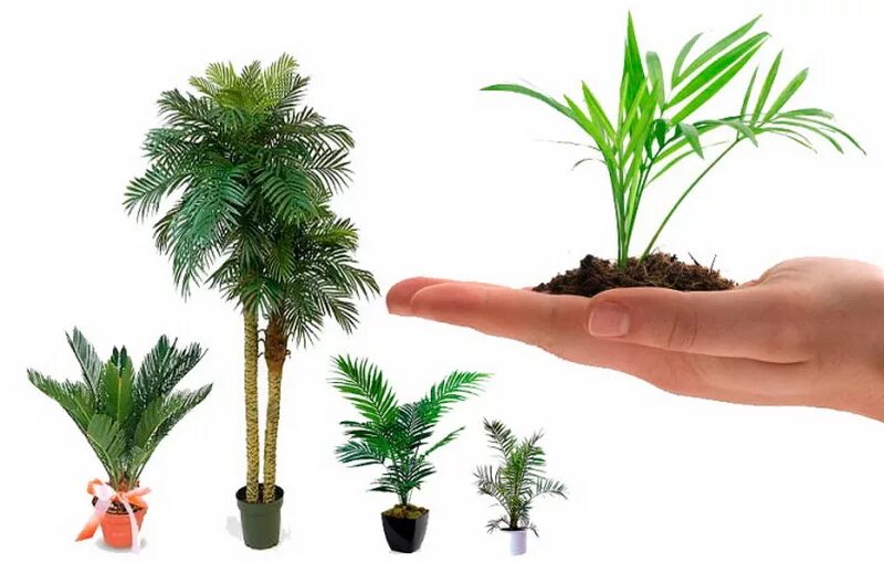 Пальмовидные комнатные растения. Комнатное растение в виде пальмы. Пальма декоративная домашняя. Размножение пальмы.