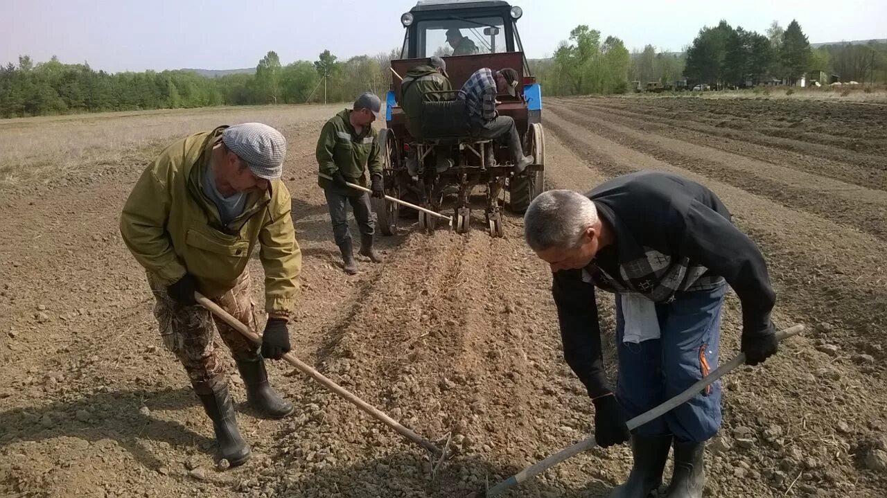 Посев семян сосны на питомнике. Посев семян в питомнике. Лесной питомник Приморский край. Посев семян в лесных питомниках.