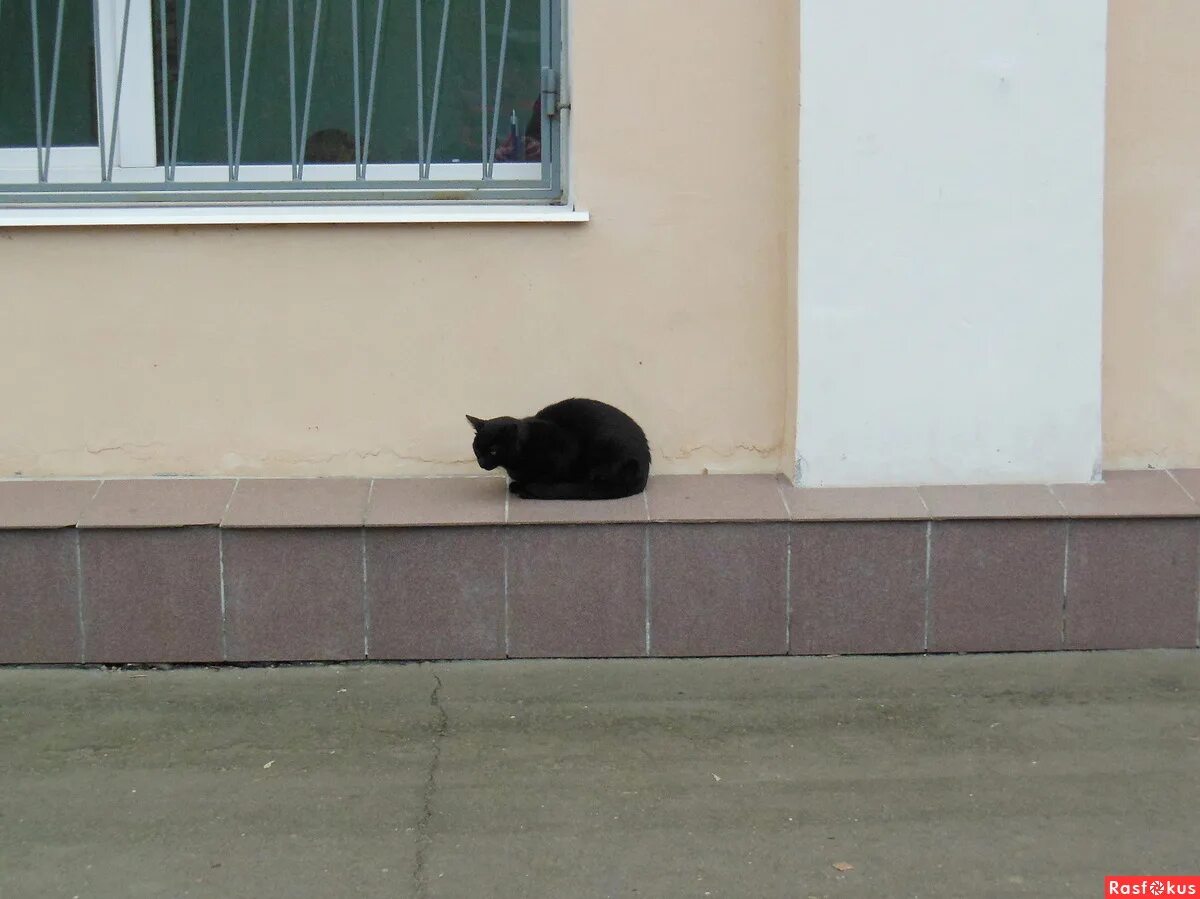 Примета найти на улице. Черный кот перебегает дорогу. Черный кот за углом. Черный кот отдыхает. Забежал за угол.