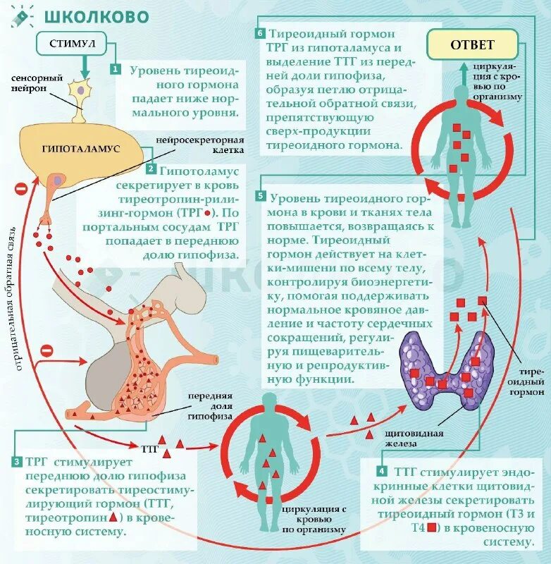 тиреотропный гормон химическая формула. строение тиреотропин-рилизинг гормона. трг гормон. тиролиберин структурная формула. трг гормон.