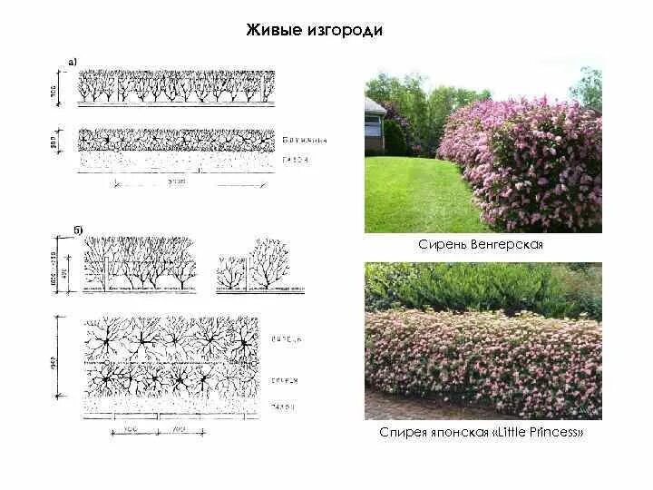 Сирень расстояние. Сирень венгерская Живая изгородь. Спирея японская Живая изгородь схема посадки. Схема посадки спиреи для живой изгороди. Схема посадки спиреи японской.